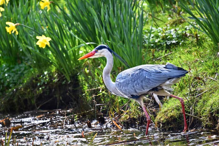 Bury Water Meadows Group: Conserving the Town’s Wild Spaces with Julian Case