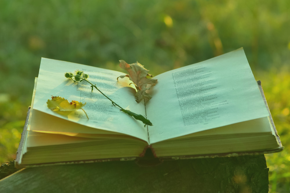Wild Reads books 3x2 with overlay resize An open book with leaves nestled on the pages, with a green overlay