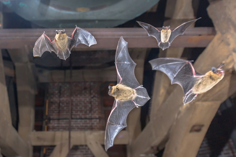 Evening Bat Walk