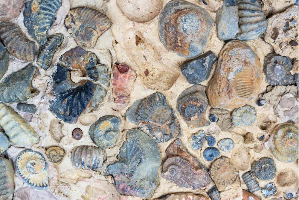 Family Fossil and Shark Teeth Hunt Walk