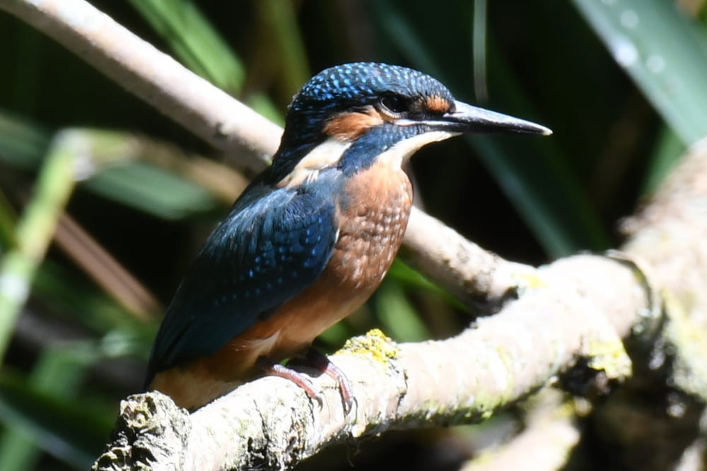 Running Your Own Nature Reserve with Tony Whittingham