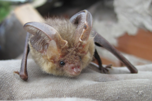 Suffolk Bats and Their Conservation: Talk with Nick Sibbett