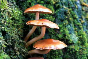 Family Fungi Foray Walk at Gainsborough Community Library