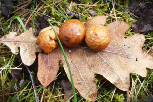 Oak Gall Inkmaking Workshop with Twigs CIC