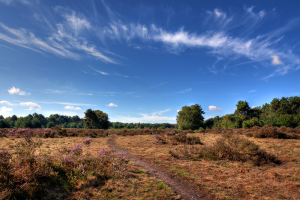 The Brecks - a Place of Strange Beauty and Hidden Stories: Talk with Jude Clay