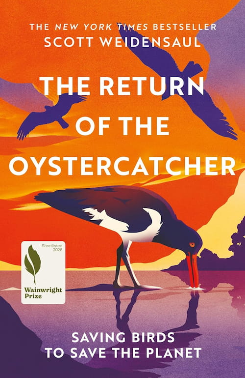 The Return of the Oystercatcher The Return of the Oystercatcher